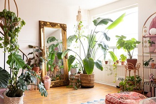 Grouping Plants: Elevate your indoor space